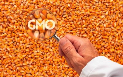 Kary za fałszowanie żywności w kontekście oznakowania produktu jako wolnego od GMO